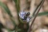 Osmia sp.